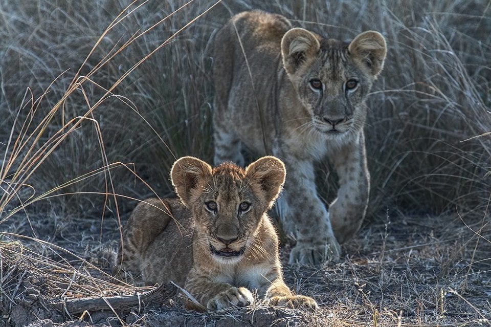 Lion Cubs Zimbabwe